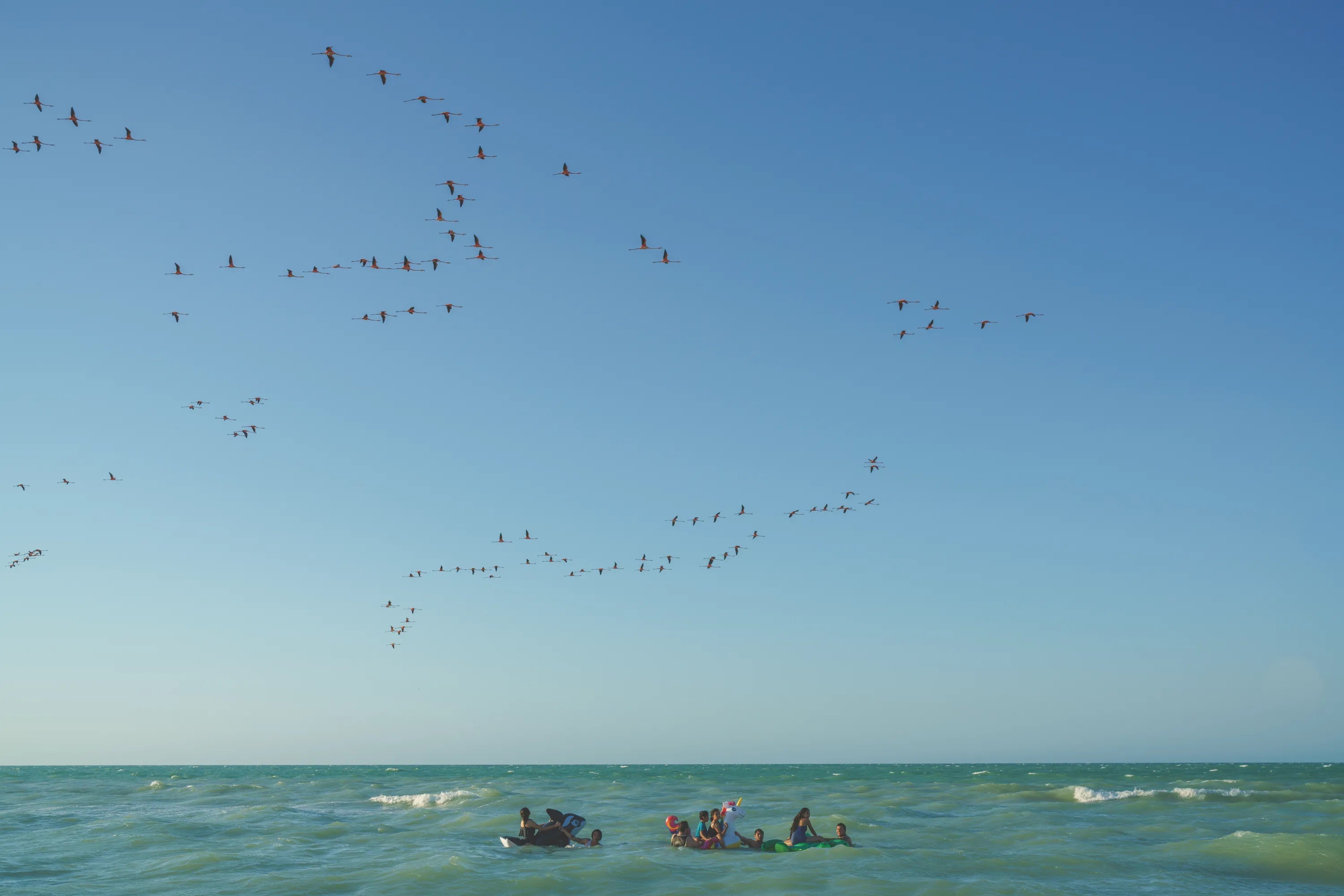 Flamingos
