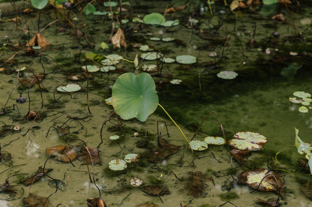 Flor de loto