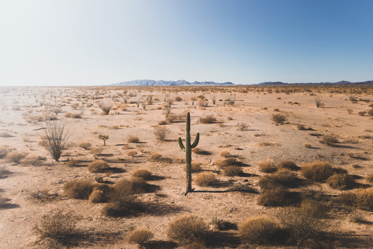 Saguaro